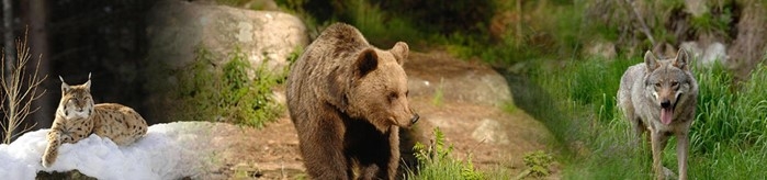 GrandiCarnivori