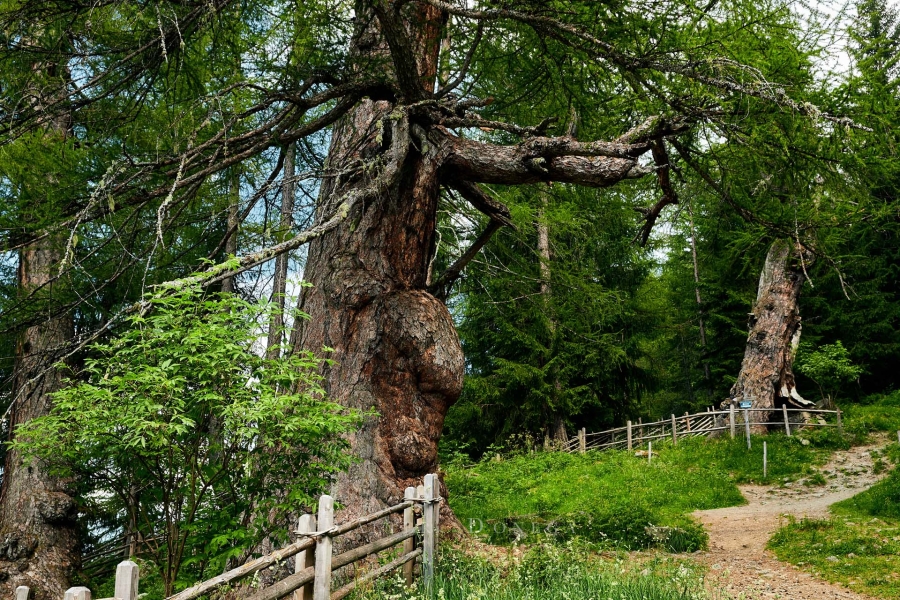 LariciMillenari